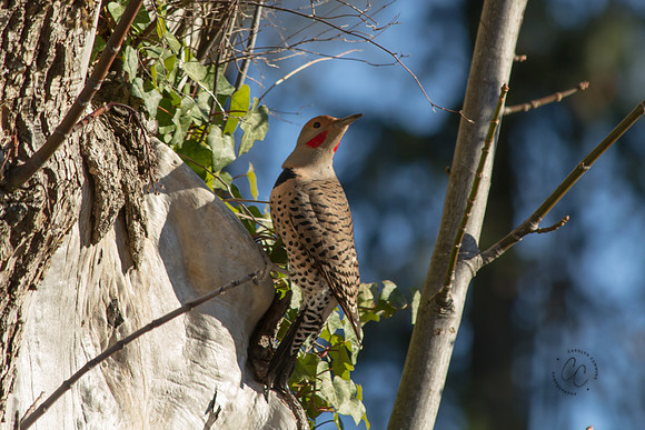 Woodpecker Jan 2017-7835