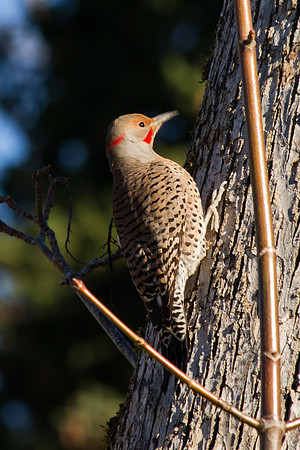 Woodpecker Jan 2017-7866