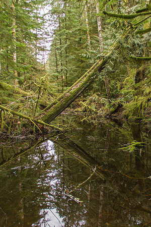 Stimpson Nature trail Jan 2017-8595
