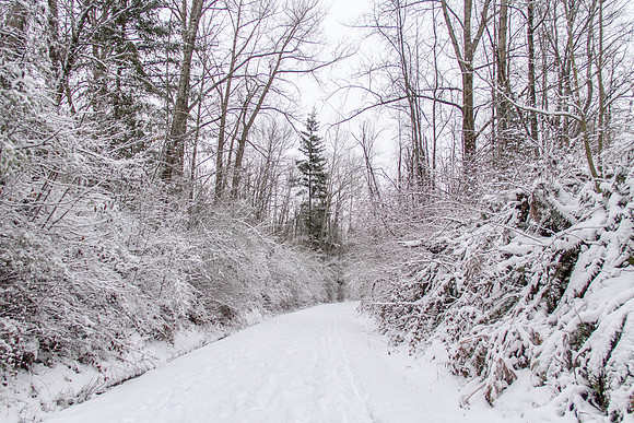 Snow Day Feb 2017-8750