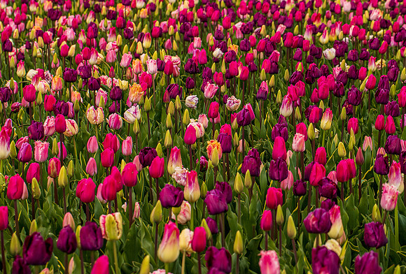 Roozengaarde Tulips April 2022-9809