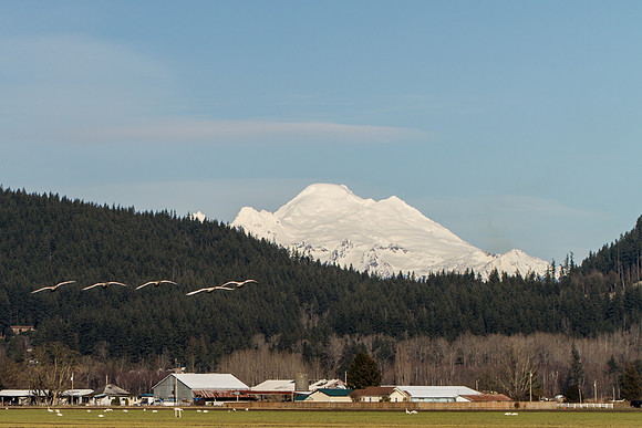 Snow Geese & Mt. Baker Feb 2017-9084