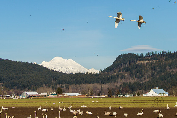 Snow Geese Feb 2017-9174