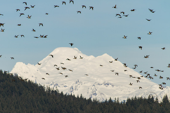 Mt. Baker and Ducks Feb 2017-9150