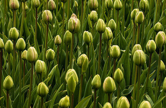 Roozengaarde Tulips April 2022-9886