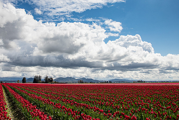 Roozengaarde Tulips April 2022-9965