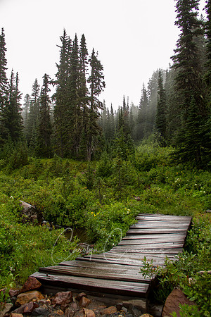 Mt. Rainier-7142