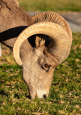 Rocky Mountain Sheep Hemenway Park NV Feb 2021-5235