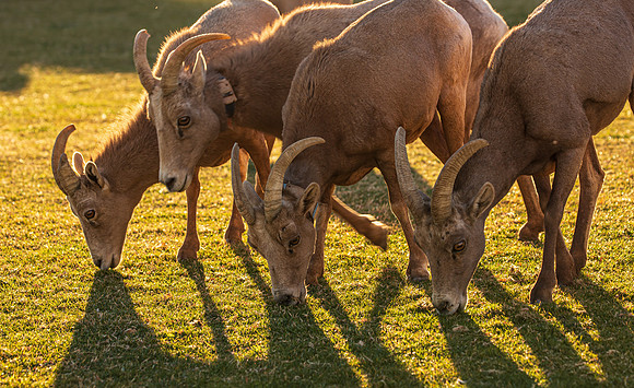 Rocky Mountain Sheep Hemenway Park NV Feb 2021-5254