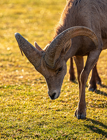 Rocky Mountain Sheep Hemenway Park NV Feb 2021-5253