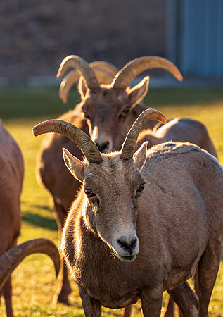 Rocky Mountain Sheep Hemenway Park NV Feb 2021-5252