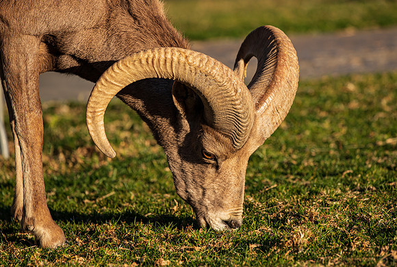 Rocky Mountain Sheep Hemenway Park NV Feb 2021-5245