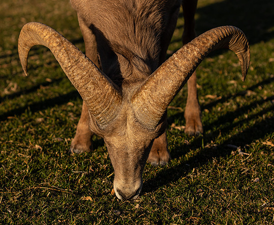 Rocky Mountain Sheep Hemenway Park NV Feb 2021-5287