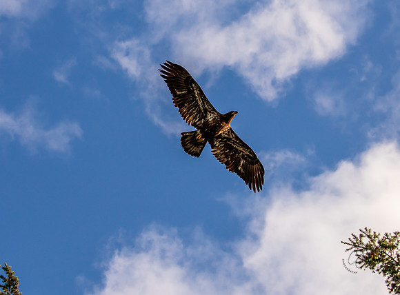 Eagles at Deception Pass State Park March 2021-6251