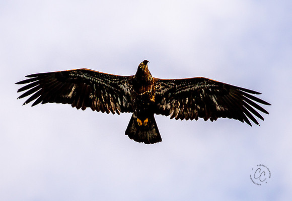 Eagles at Deception Pass State Park March 2021-6254