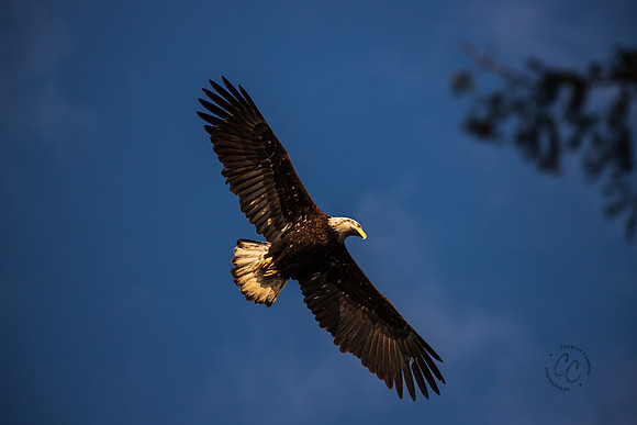 Eagles at Deception Pass State Park March 2021-6269
