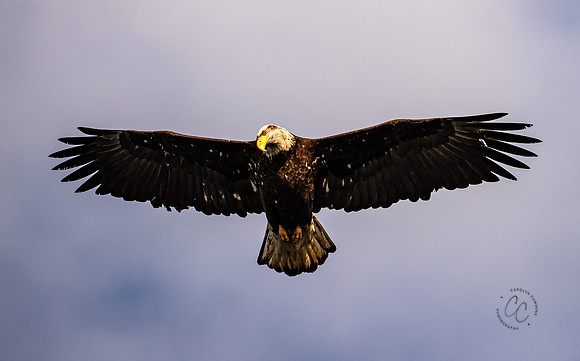Eagles at Deception Pass State Park March 2021-6265