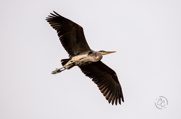 Herons at Bellingham Rookery March 2021-6033