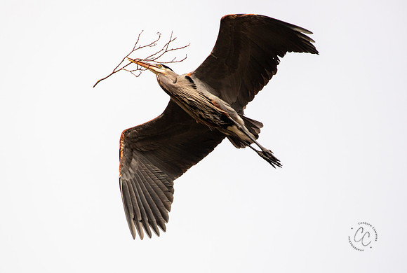 Herons at Bellingham Rookery March 2021-6012