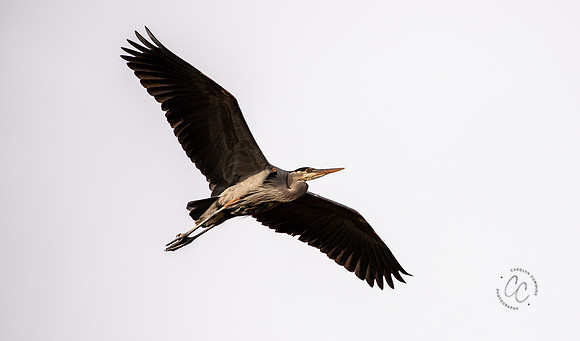 Herons at Bellingham Rookery March 2021-6032