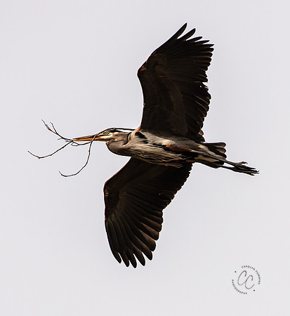 Herons at Bellingham Rookery March 2021-6071