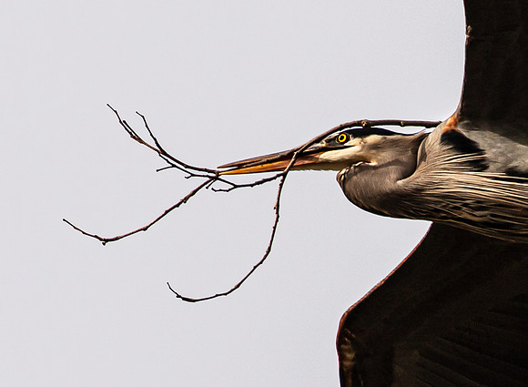 Herons at Bellingham Rookery March 2021-6072