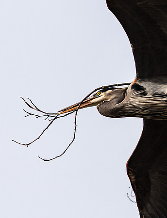 Herons at Bellingham Rookery March 2021-6076
