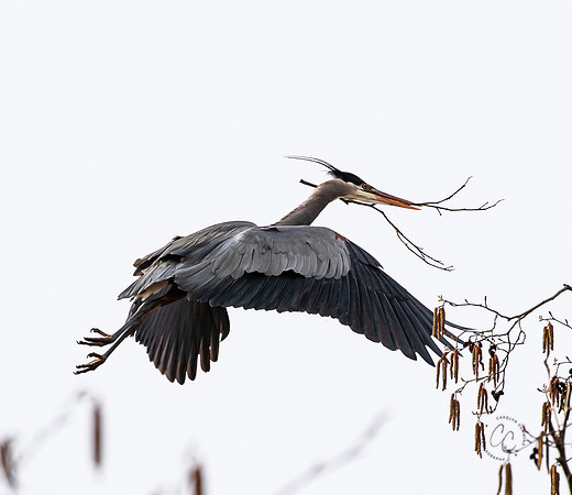 Herons at Bellingham Rookery March 2021-6081