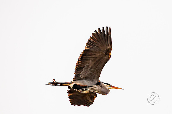 Herons at Bellingham Rookery March 2021-6100