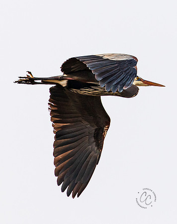 Herons at Bellingham Rookery March 2021-6101