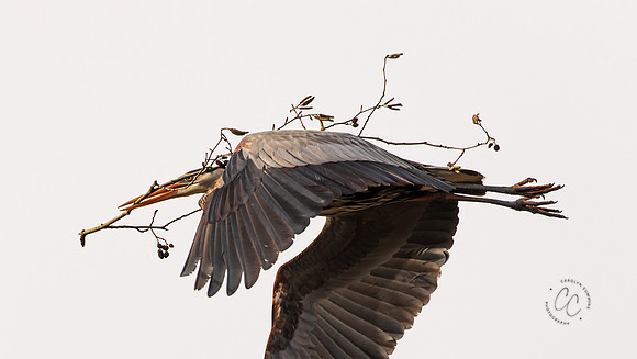 Herons at Bellingham Rookery March 2021-6109