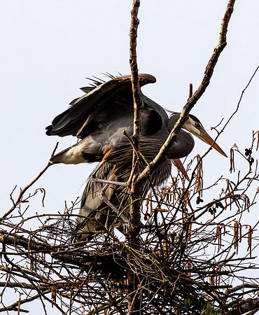 Herons at Bellingham Rookery March 2021-6047