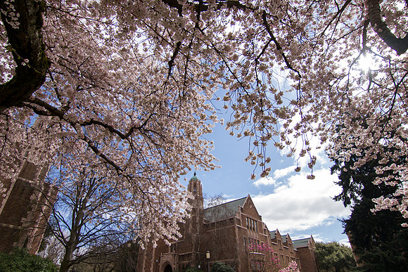 UW Cherry Blossoms April 2017-0355