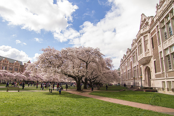 UW Cherry Blossoms April 2017-0339
