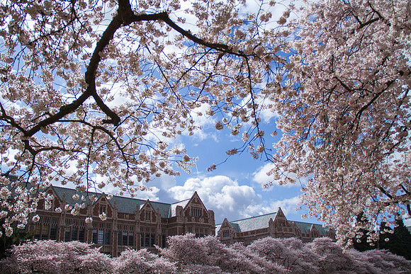 UW Cherry Blossoms April 2017-0356