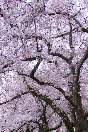 UW Cherry Blossoms April 2017-0363