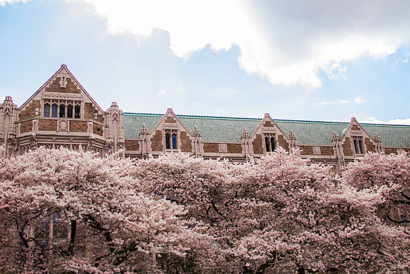 UW Cherry Blossoms April 2017-0380