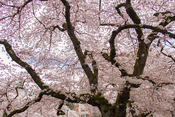 UW Cherry Blossoms April 2017-0406