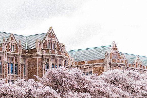 UW Cherry Blossoms April 2017-0421
