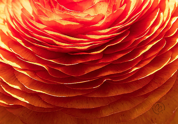 Carlsbad Flower Fields May 2022-0254