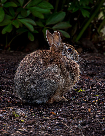 Bunnies June 2022-0148