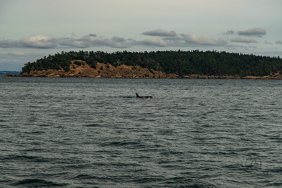 Orcas Sucia Island WA July 2023-3310