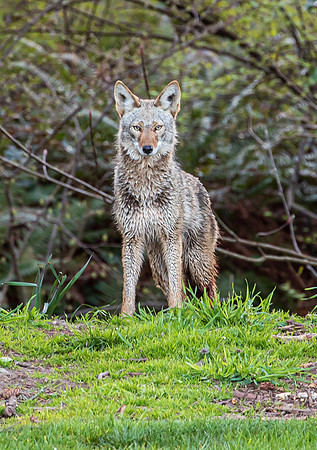 Coyote In My Backyard April 2021-6684