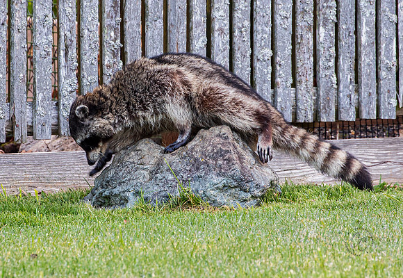Raccoon In My Backyard April 2021-6760