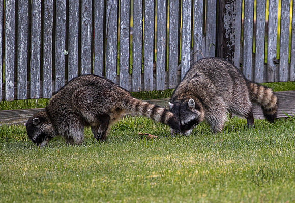 Raccoons In My Backyard April 2021-6777
