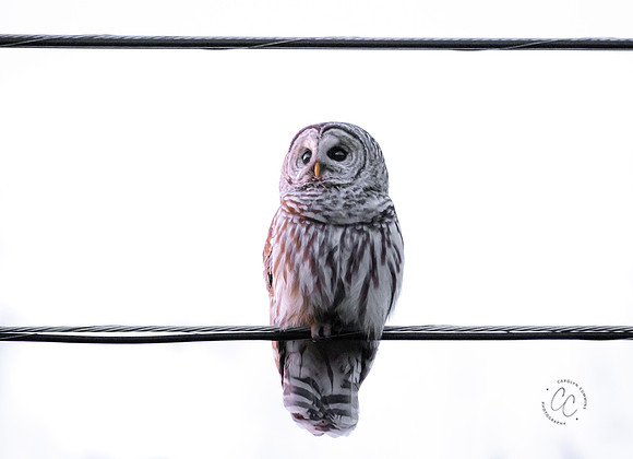 Owls in my backyard April 2021-6998
