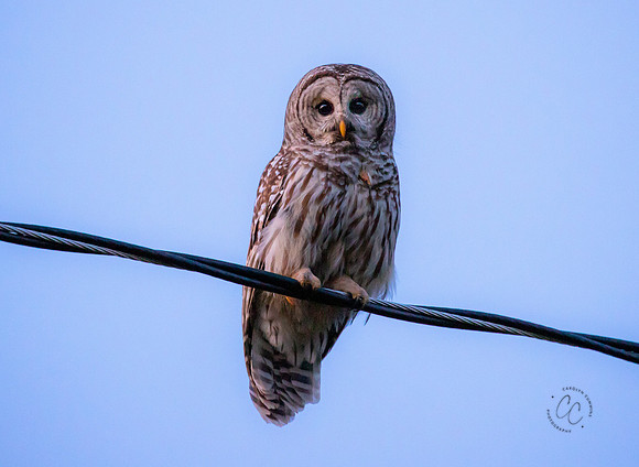 Owls in my backyard April 2021-7034