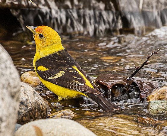 Yellow Warbler in my backyard May 2022-0963
