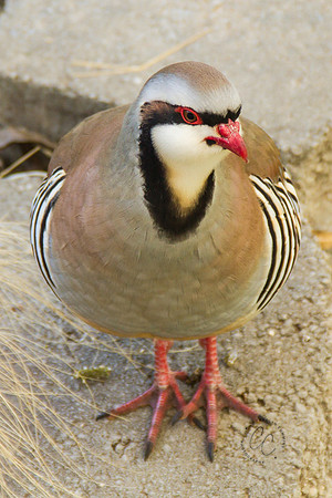 Chukars-1675