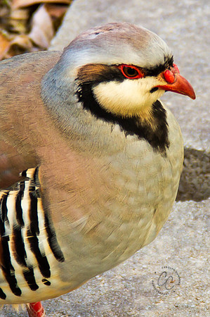 Chukars-1681